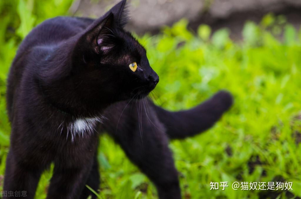 说话猫_当我能和猫说话_初心熊猫说话