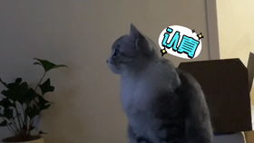 解压猫咪游戏手机安卓2024官方版v1.0.0 解压猫咪游戏手机安卓2024官方版v1.0.0